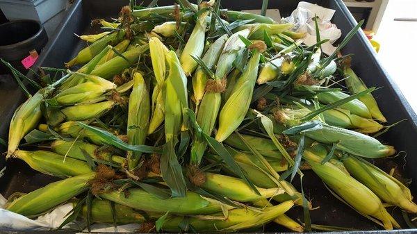 Freshly picked sweet corn.