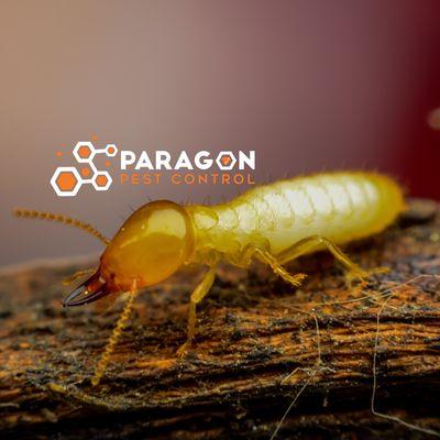 Termites can silently damage your home. Don't let them compromise your property! Choose Paragon Pest Control for effective termite control.