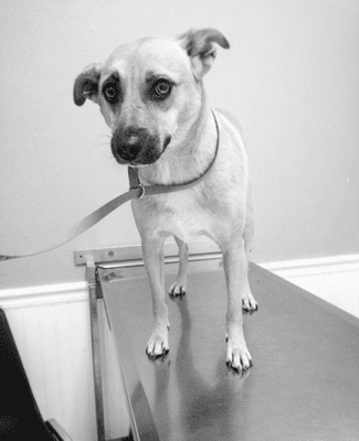 Foxy at Pacific Veterinary Hospital getting a foxtail out of her ear.