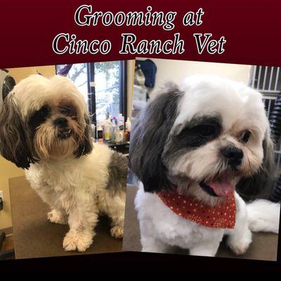 Grooming at Cinco Ranch Vet