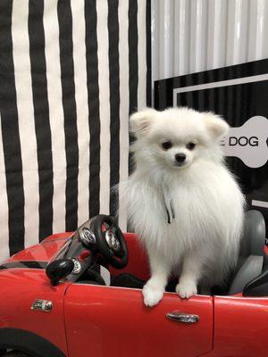 D'luxe Dog Pet Concierge & Boutique