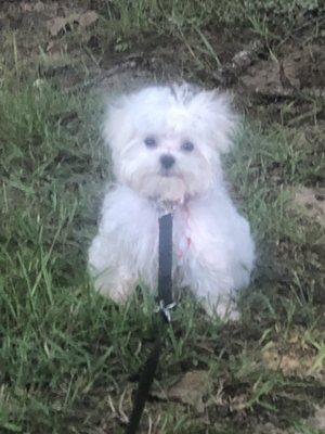 Puppy's first groom and trim