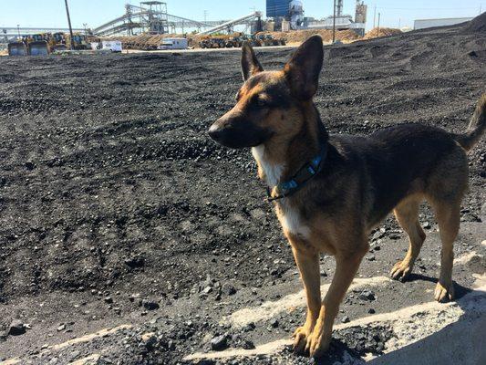 Maggie: The best guard dog the port never knew it had.