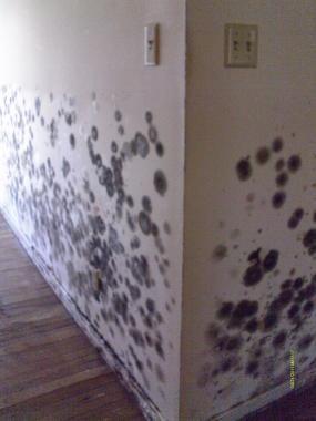 Black mold contamination.