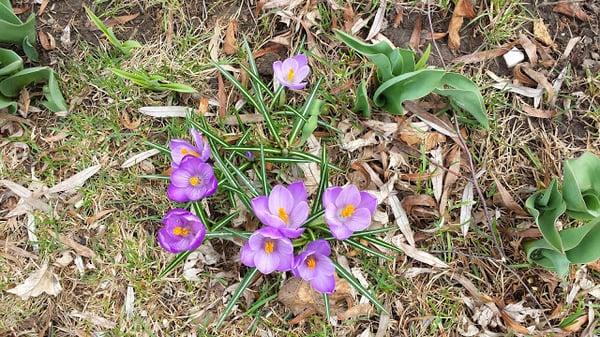 Beautiful flowers!