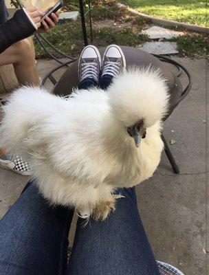 My chicken, Lily.