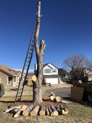 50 ft maple tree cut down