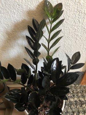 Zamioculcas zamiifolia -ZZ purple/black  Raven w/neon green veins! Stunning patent-leather looking leaves... excellent condition