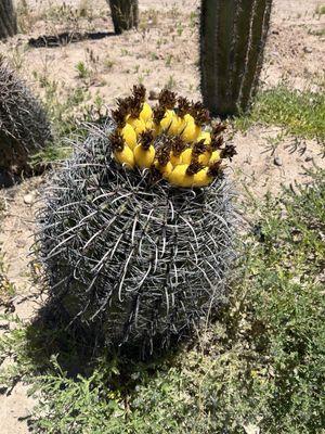 Candy Barrel cactus