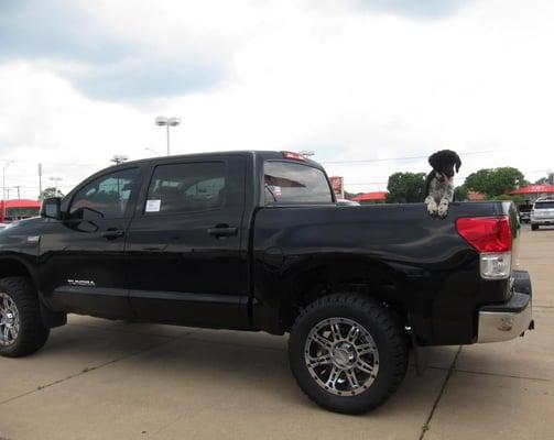 Our mascot, Henri loves the Toyota Tundra!