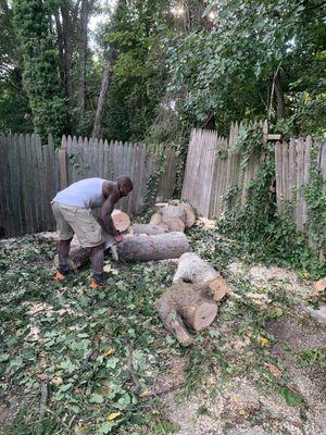 Back yard tree removal