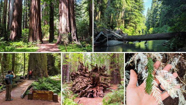 Discover the Wonder of the Redwoods Hike at www.Bigfootaa.com