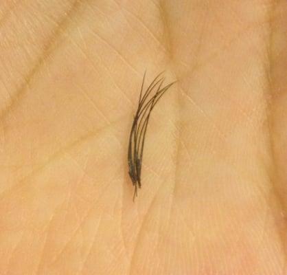 Cluster of lashes glued to one natural lash that fell off