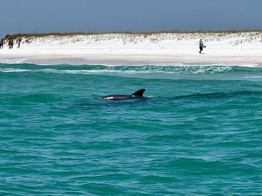 Screaming eagle dolphin tour. Destin Florida  Best for ever..