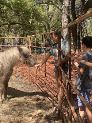 Feeding pony