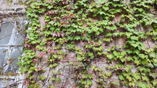 Nearby courtyard wall (5/7/23)