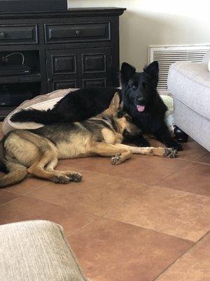 Shadow (adopted 2017) and Dakota (adopted 2018)