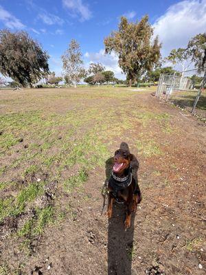 Dog park.