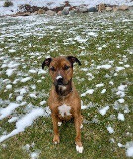 Sniffin' in the snow at Britt's Bow Wow 2023