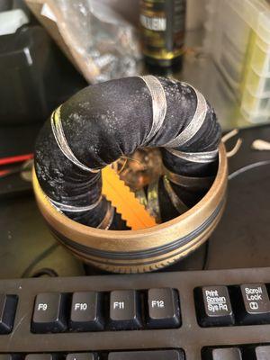 My song bowl on my desk After mold specialist came and supposedly fix the issue on 2/5/24