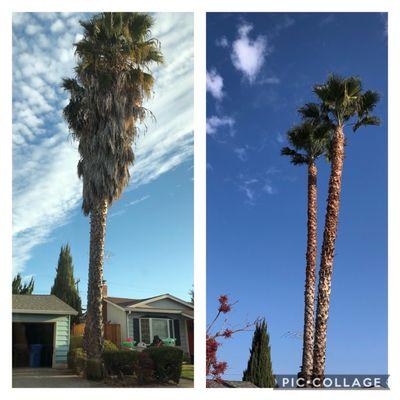 Palm tree went years without maintenance.