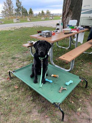 My dog & our picnic table @ Orchard Beach State Park