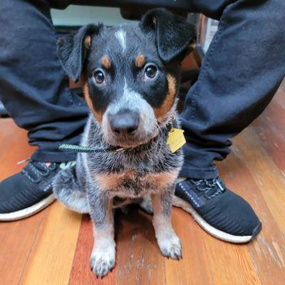 King our 9 week old Australian Cattle Dog.