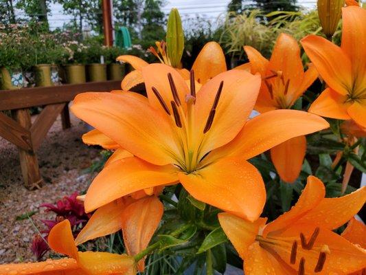 Asiatic Lilies in full bloom!