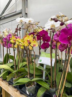 Moth orchids