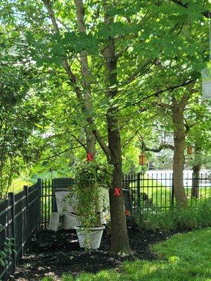 Before; two trees marked with x to remove.