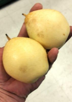 I love Chinese pears because they are so delicious