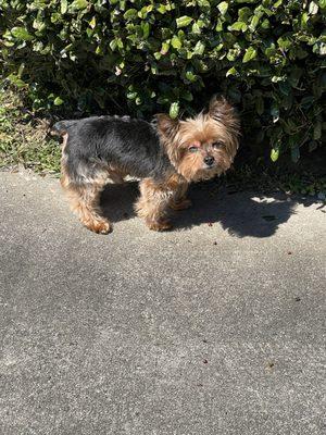 Mufasa was groomed just the way I like him (I removed his bandana to brush him). This was about a week after his cut.