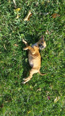 My puppy Bella loves the Dublin Veterinary Clinic! They are taking great care of her here!