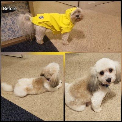 Before/After: Pawbillion did a wonderful job cleaning up my Havanese.