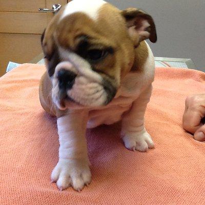 Bulldog Pup