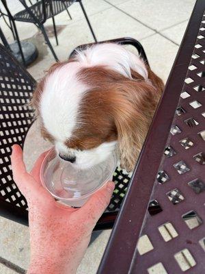 Doggy water bowl provided by staff