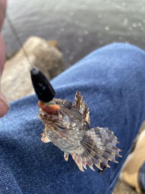 The tiniest rock fish I've ever seen. Was looking to catch his grandfather!