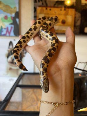 My 100% healthy sand boa from beast pets