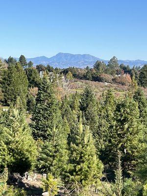 Frosty Mountain Tree Farm