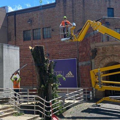 Our Arborist team handles all tree care projects with safety, teamwork, consideration, and care.