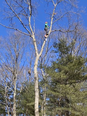 Climbing the tree