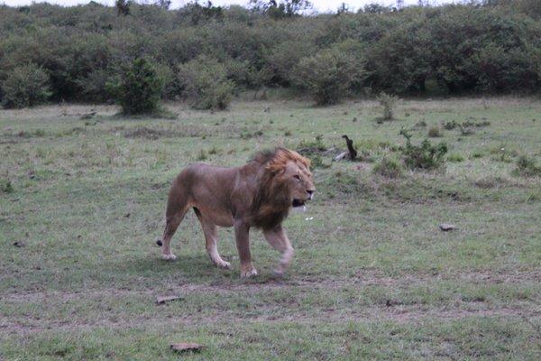 Safari in Masi Mari