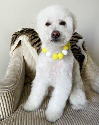 After grooming - handsome fluffster!