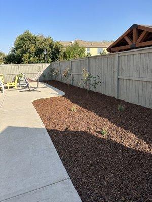 Magnolia trees and shrubs