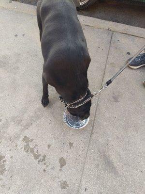 Sweet enough to give a bowl of water for the pup