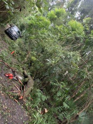 Removing tree out of driveway