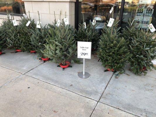 Table top Christmas trees & full sized trees