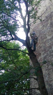 Reliable Tree Service did a great job trimming my tree.  Jose is a skilled tree climber and trimmer.