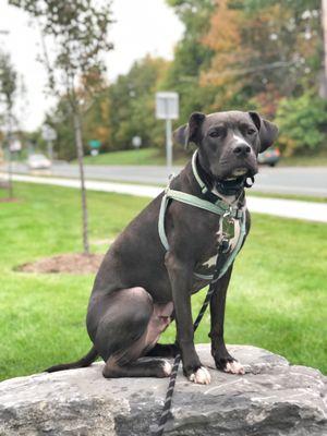 Howard | Lab/Boxer Mix