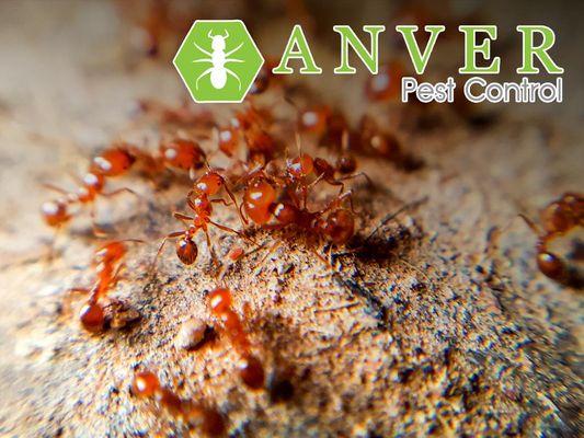 fire ants on ant hill